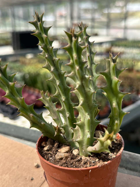 huernia zebrina