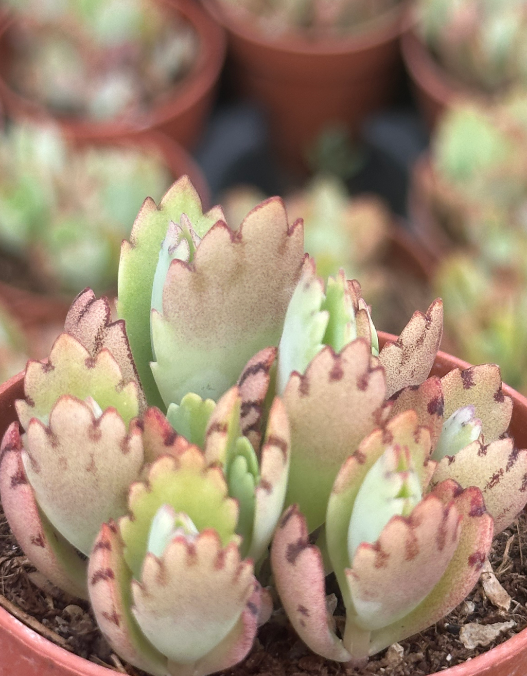 kalanchoe fedtschenkoi