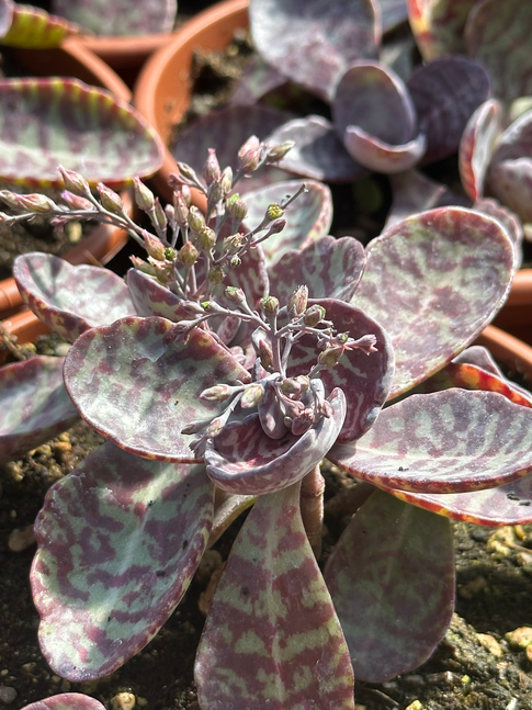kalanchoe humilis