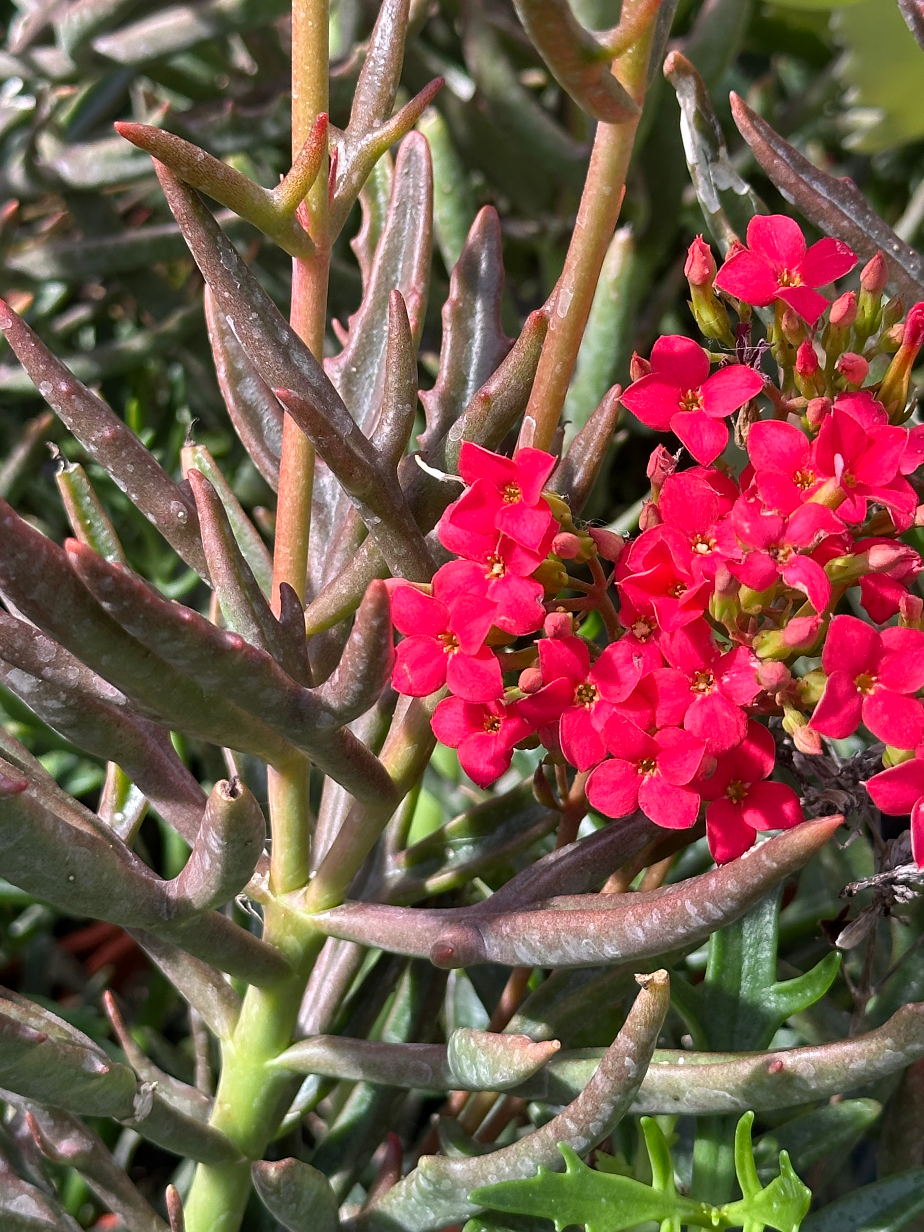 kalanchoe katapifa tarantula