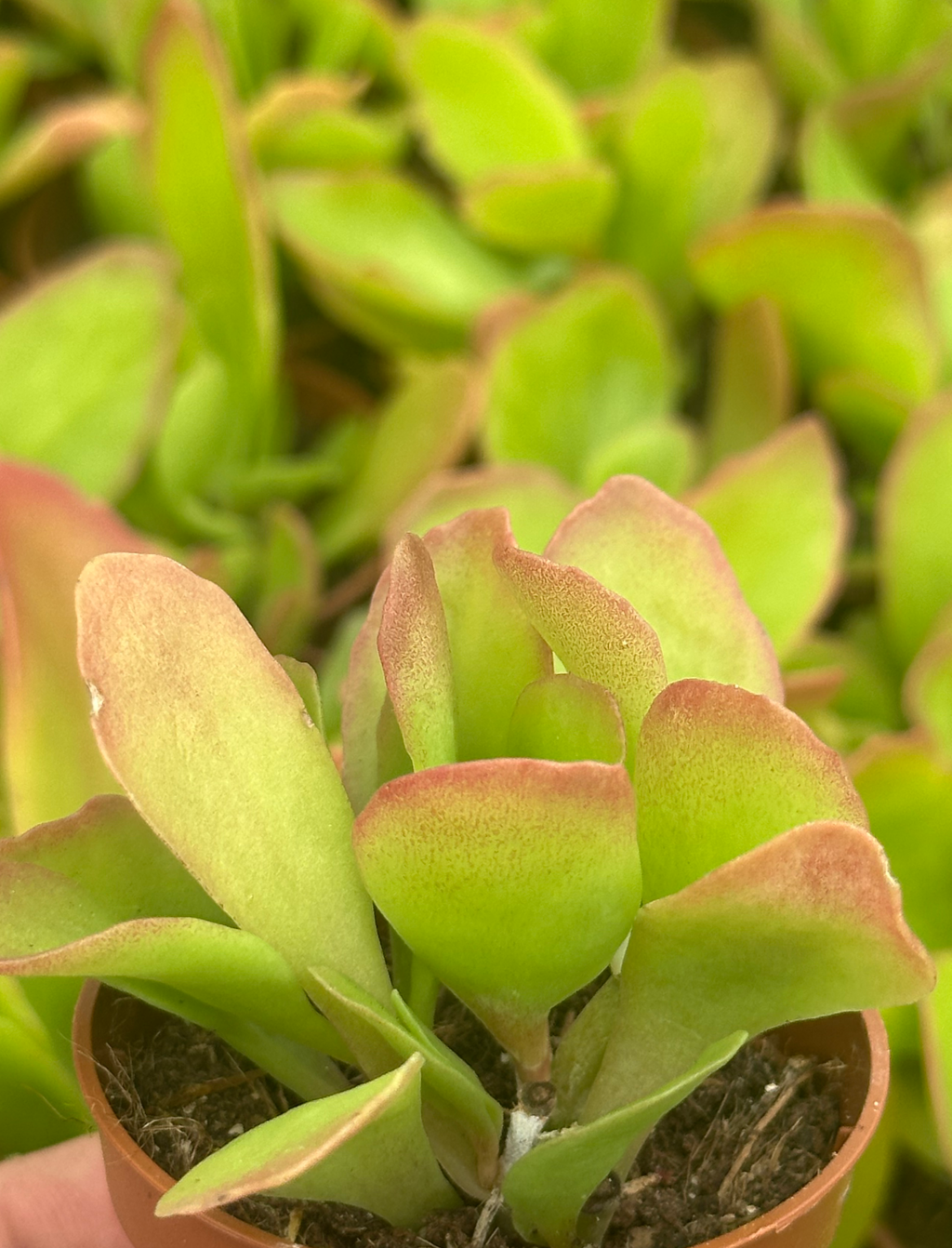 kalanchoe longiflora