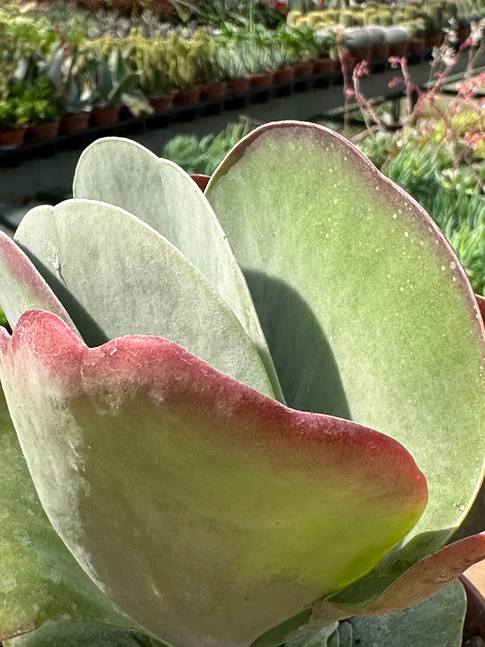 kalanchoe thyrsifolia