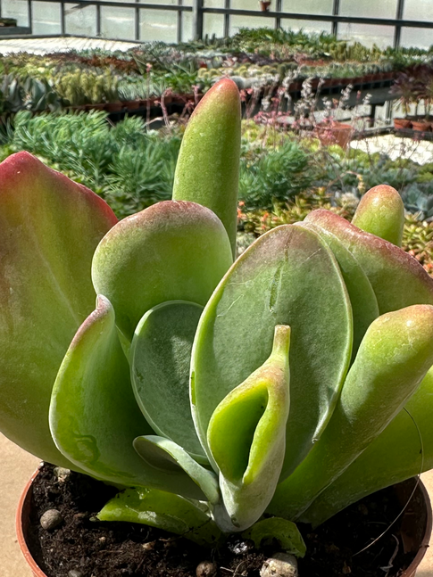 kalanchoe thyrsyfolia oricola