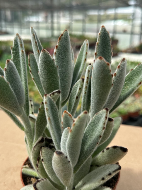 kalanchoe tomementosa