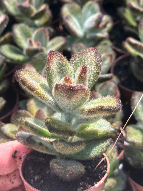 kalanchoe tomentosa choccalatesoldier