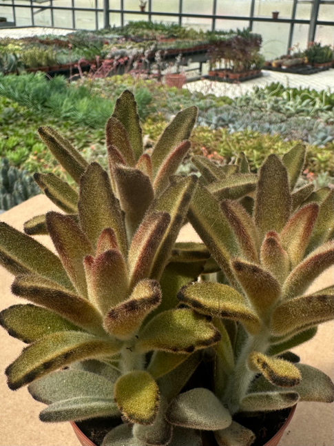 kalanchoe tomentosa choccolate