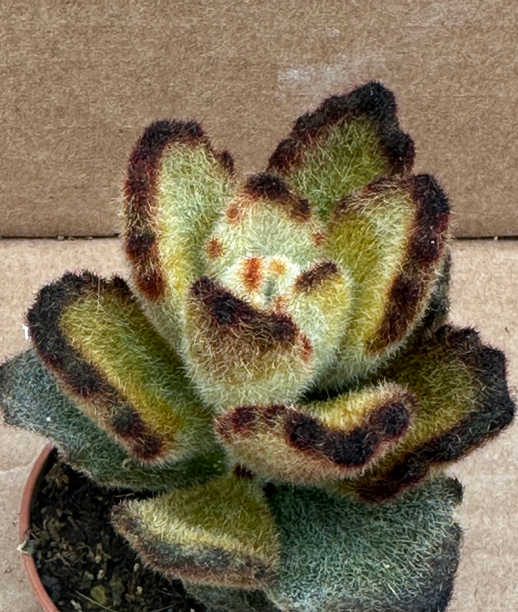 kalanchoe tomentosa teddy bear