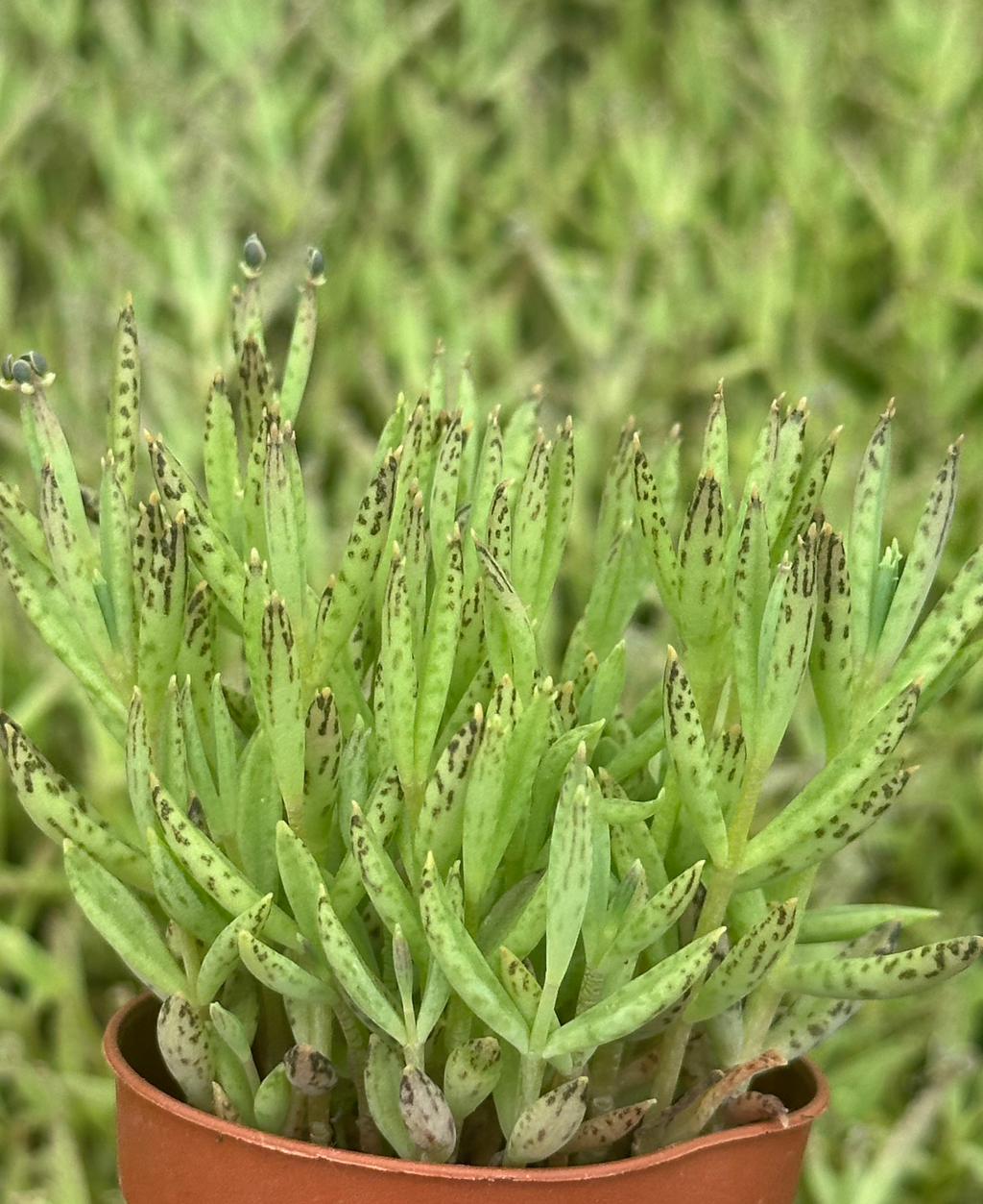 kalanchoe tubiflora
