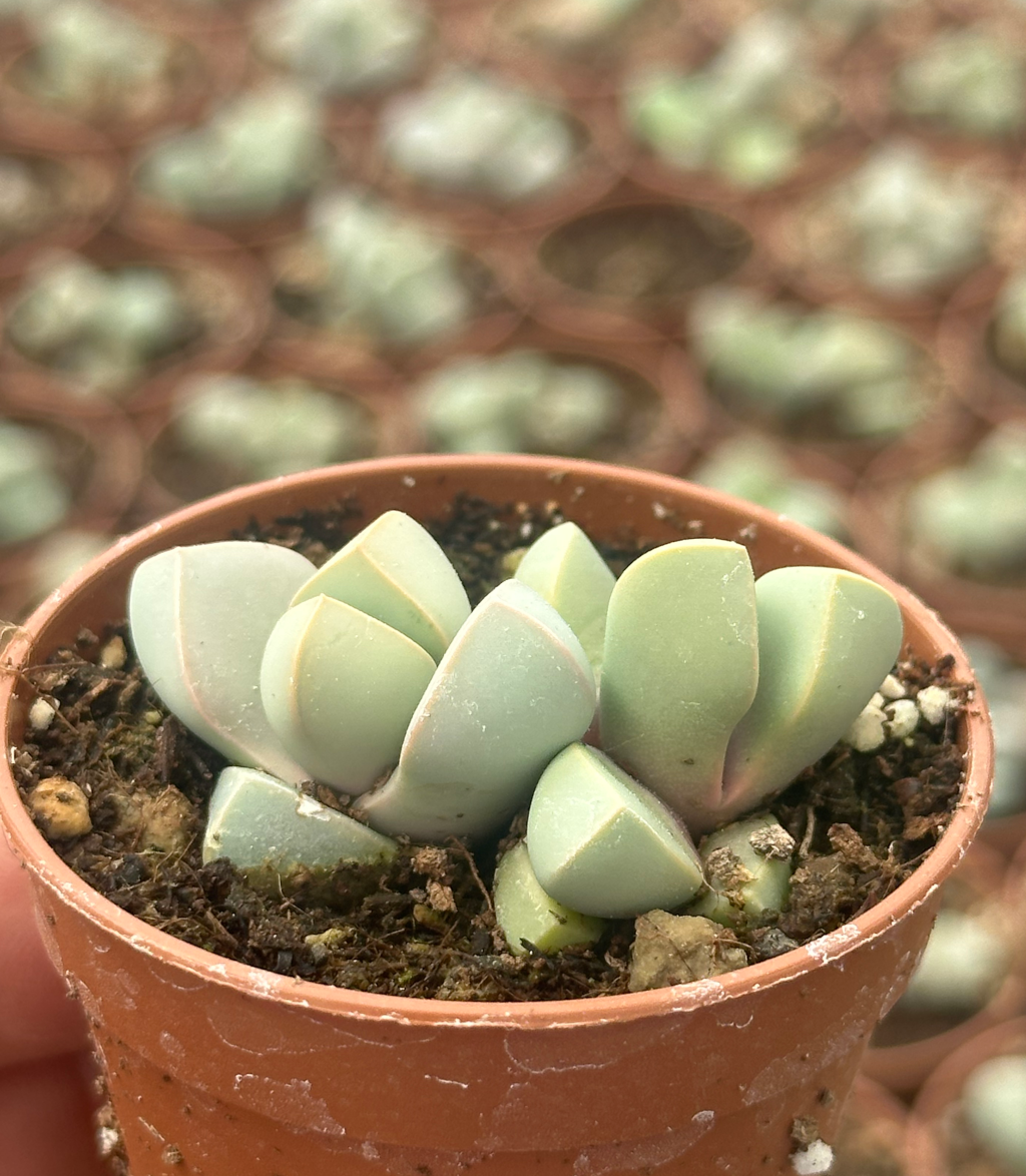 lapidaria margaretae