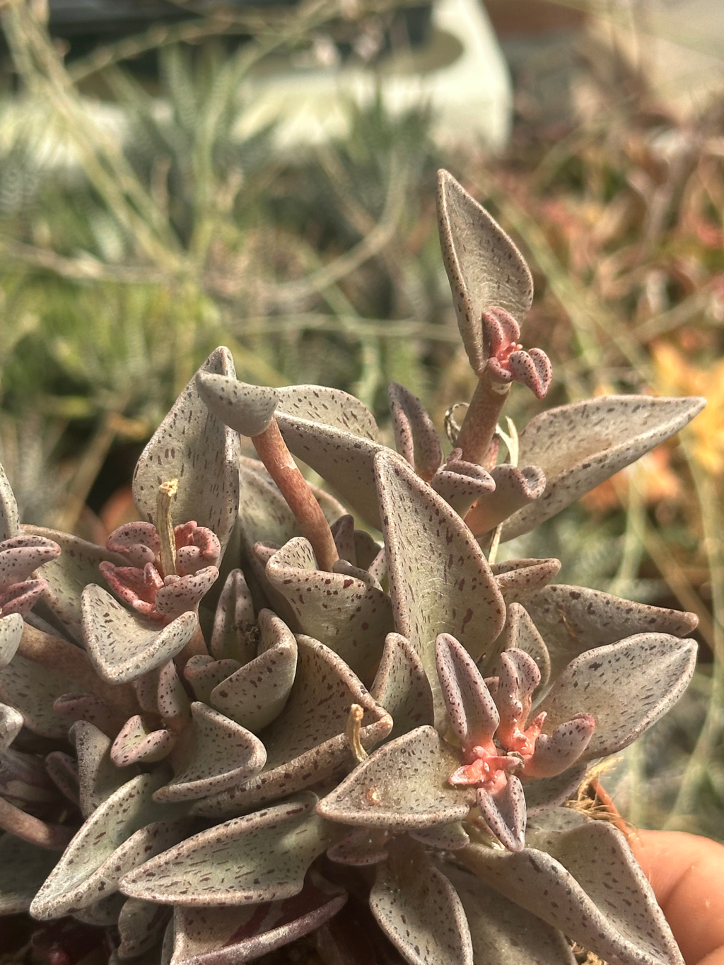 lenophyllum guttatum