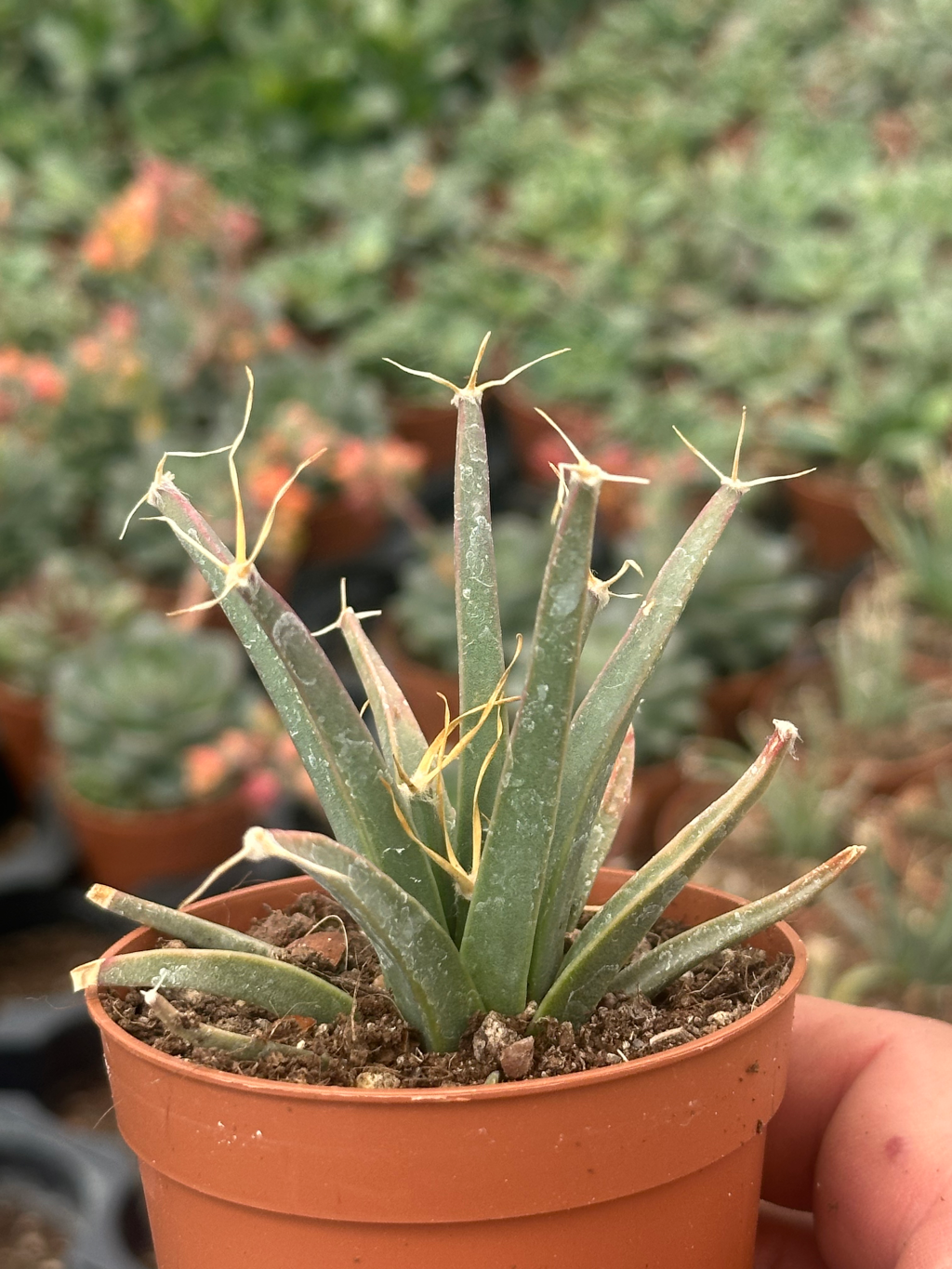 leuchtenbergia principis
