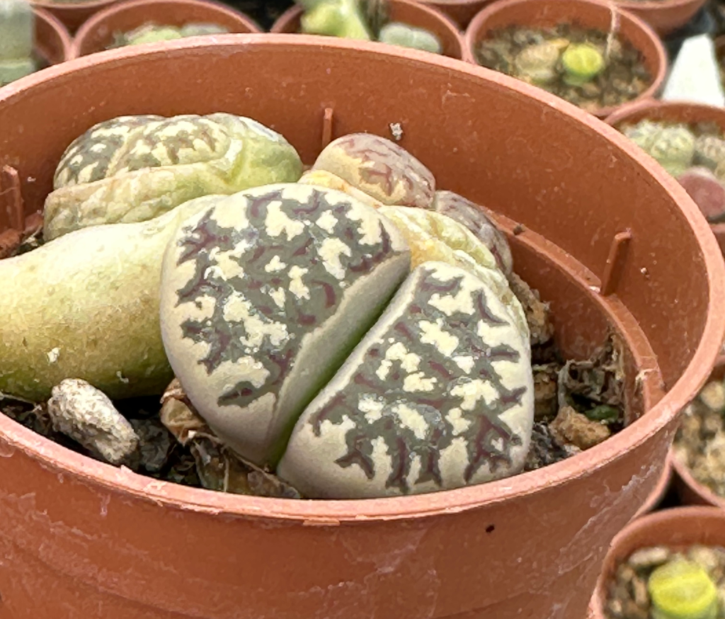 lithops mix