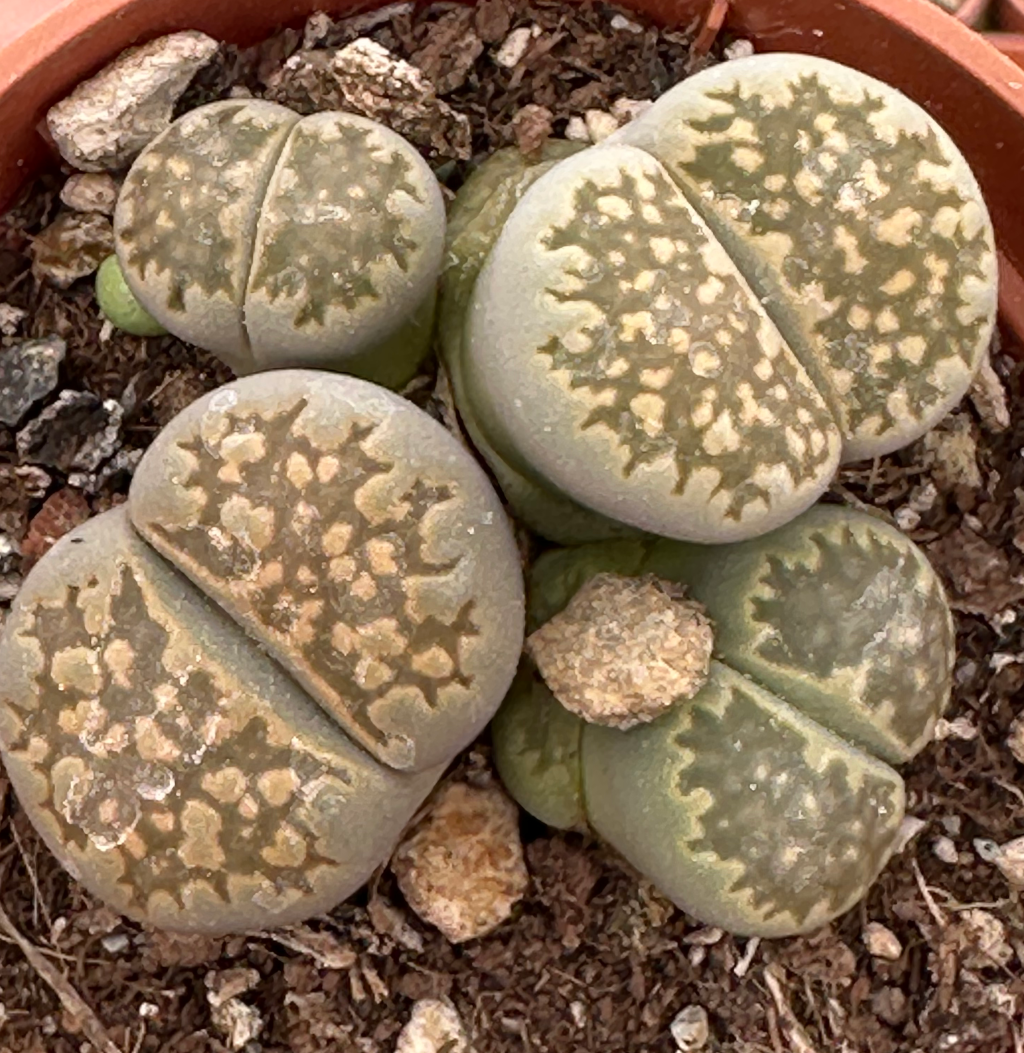 lithops mix