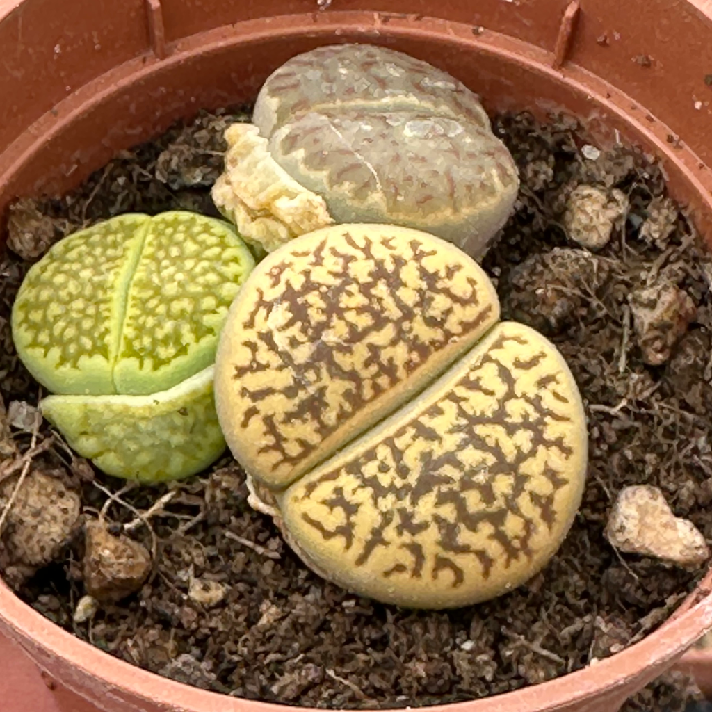 lithops mix