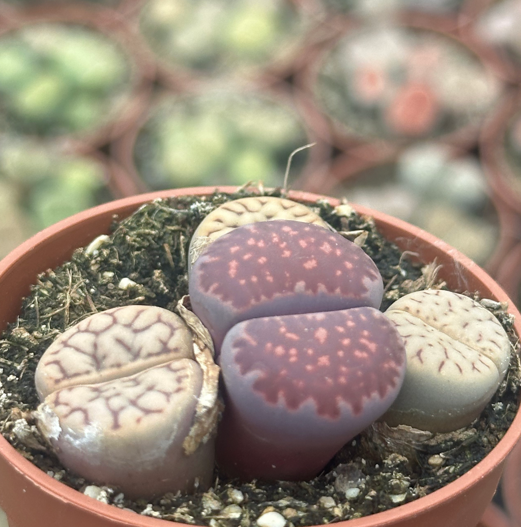 lithops mix