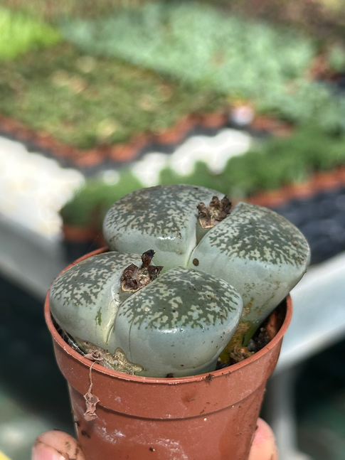 lithops sp