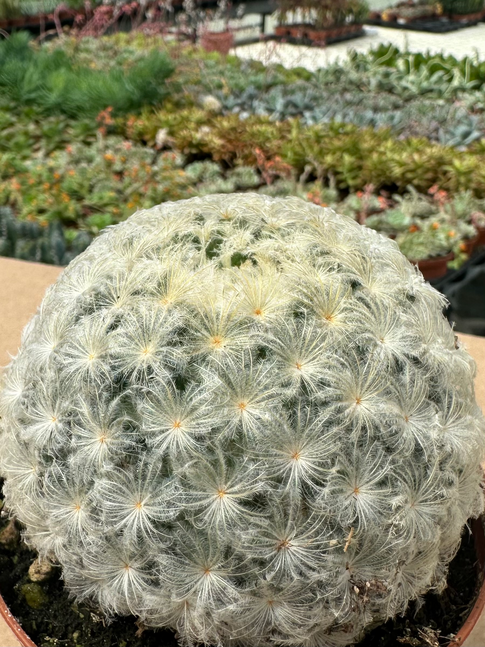 mammillaria plumosa