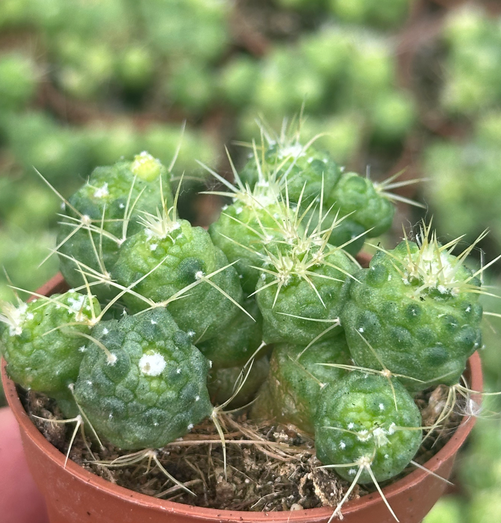 mammillaria bocasana monstruosa