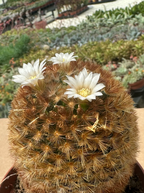 mammillaria carmenae