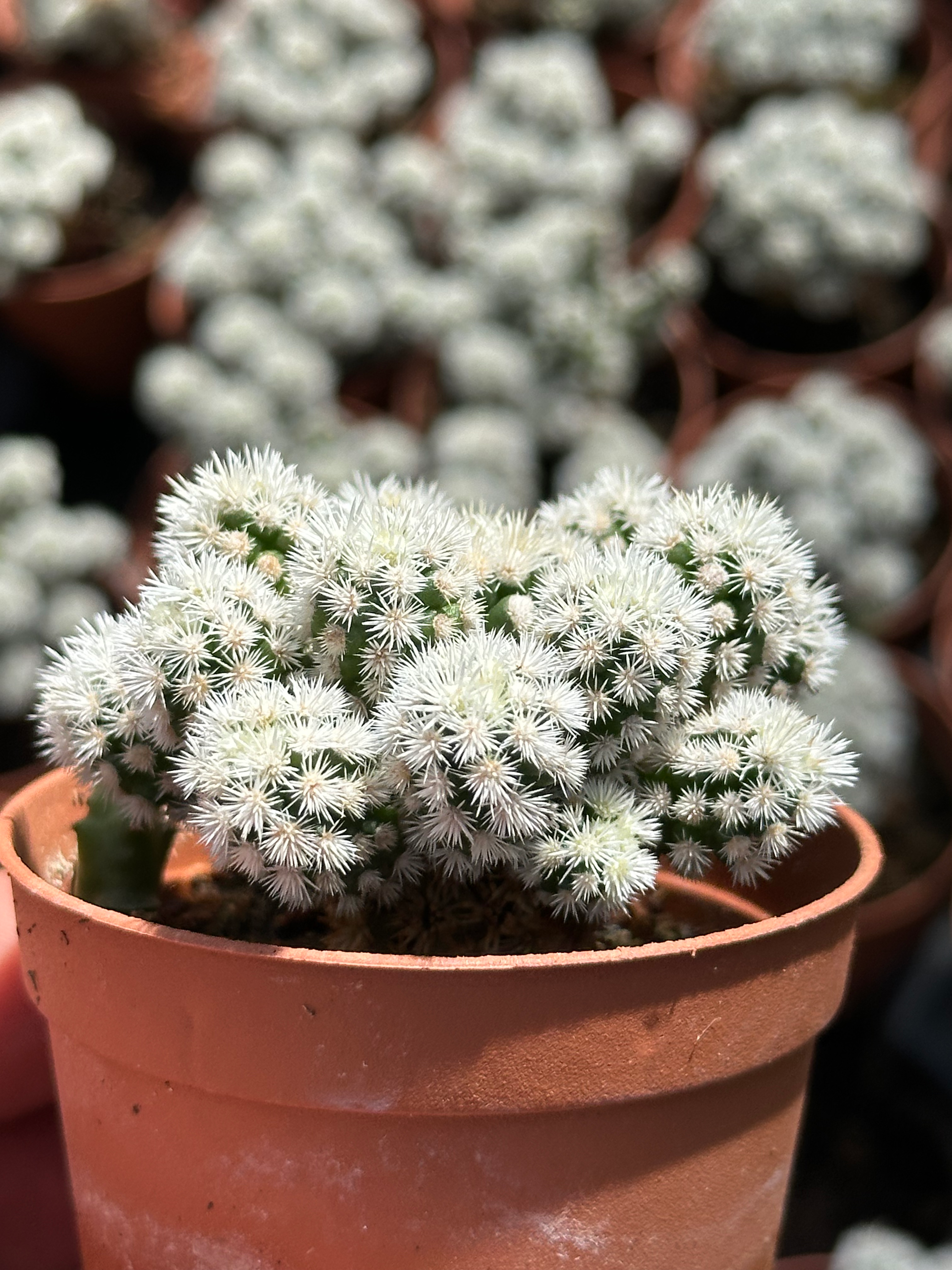 mammillaria gracilis arizona snow