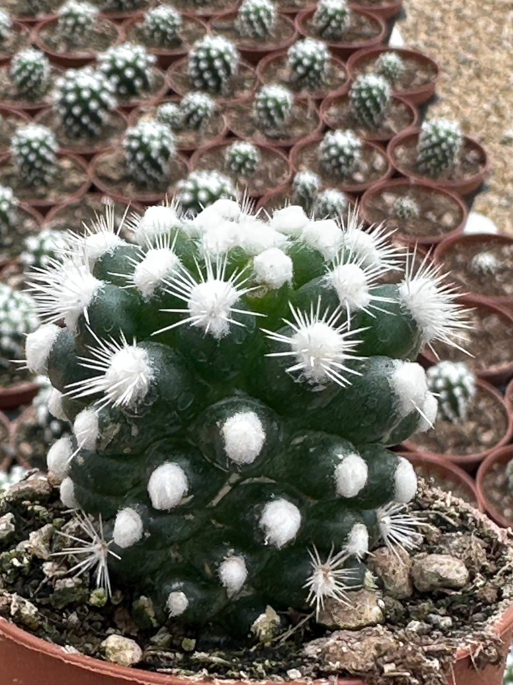 mammillaria gracilis oruga