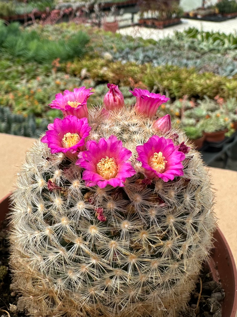 mammillaria haageana