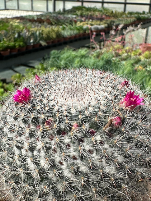 mammillaria hahniana
