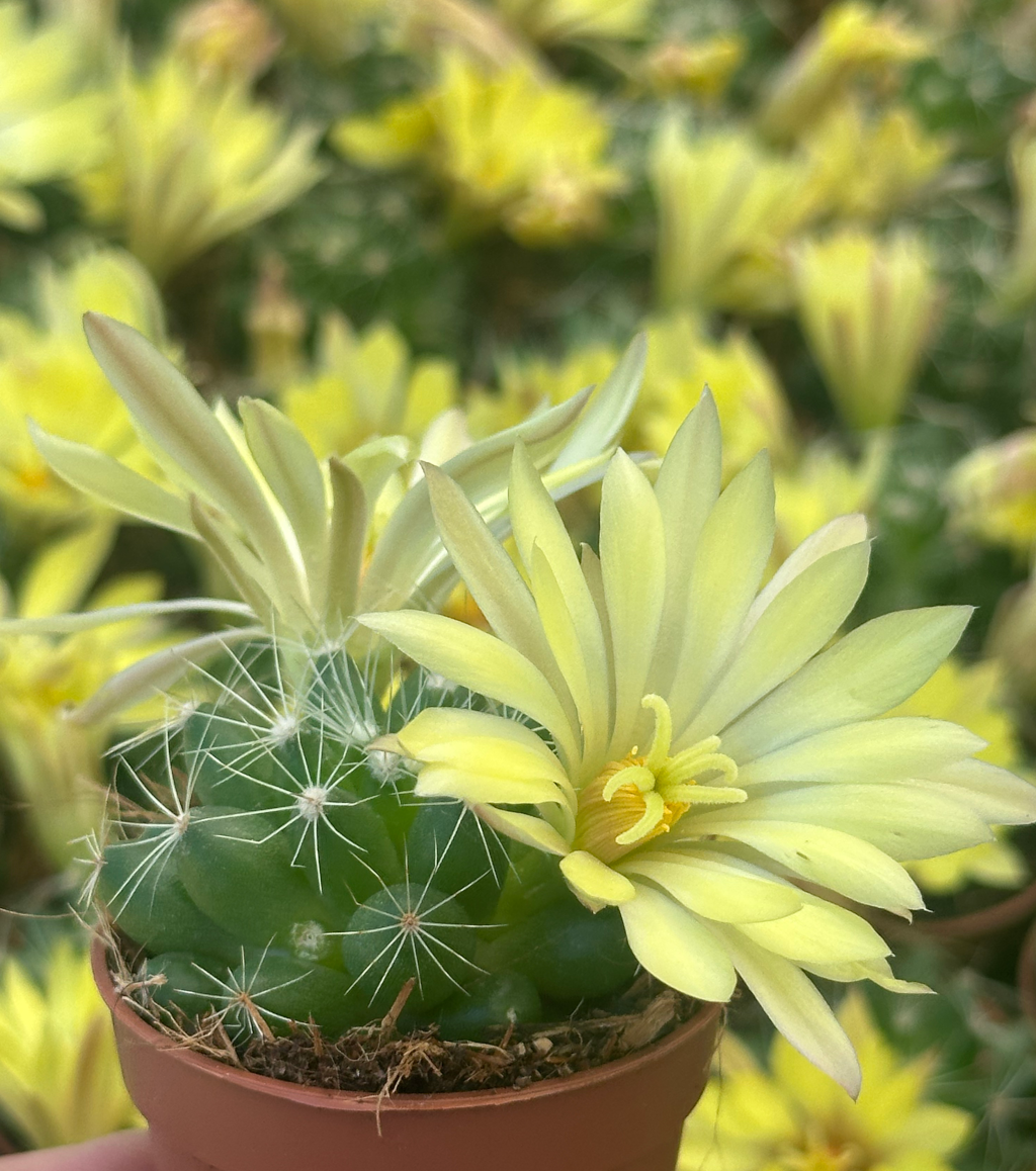mammillaria longimama