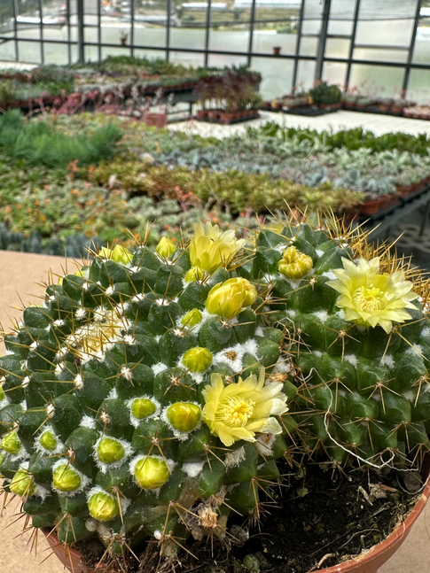 mammillaria marksiana