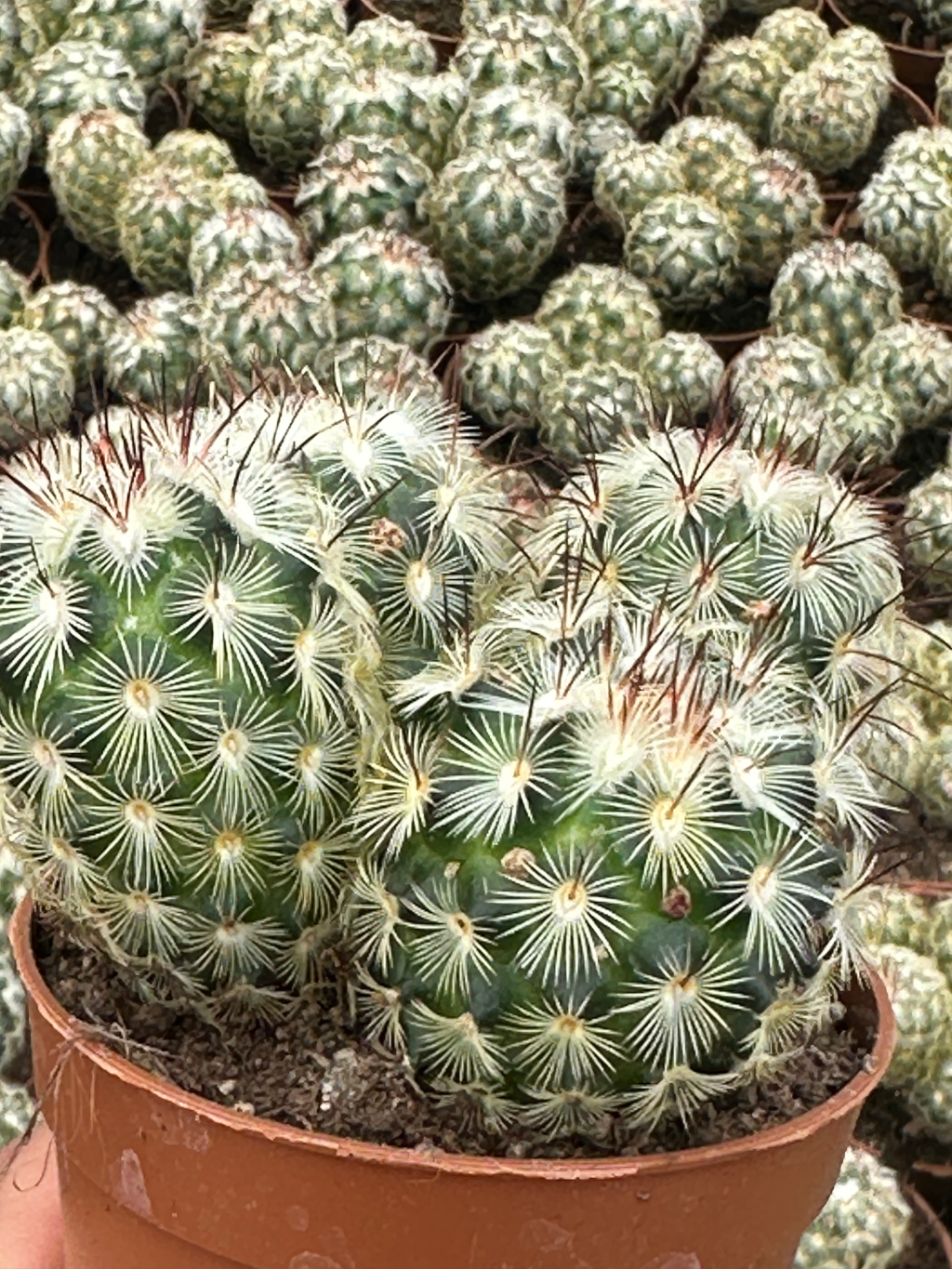 mammillaria microhelia