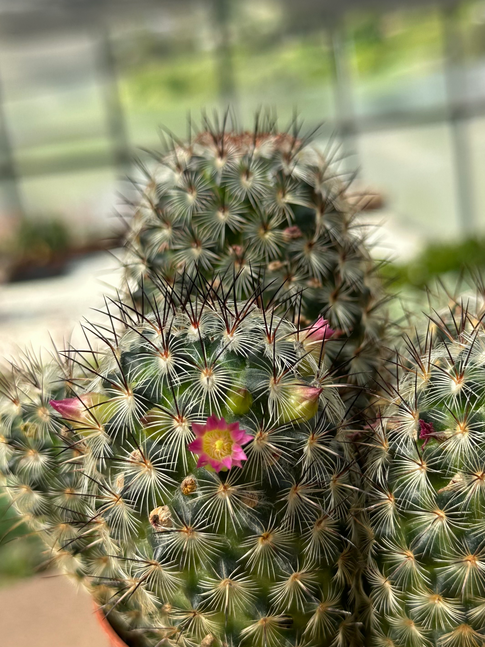 mammillaria microhelia