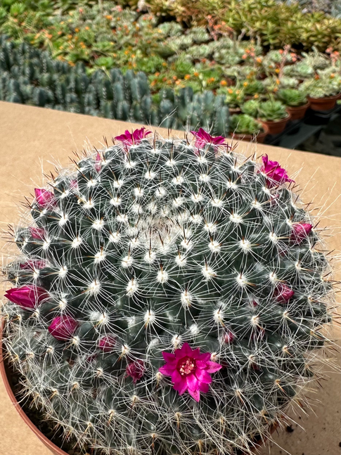 mammillaria old lady
