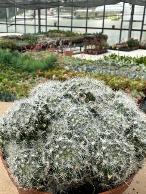 mammillaria plumosa