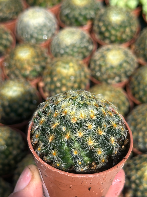 mammillaria schiedeana