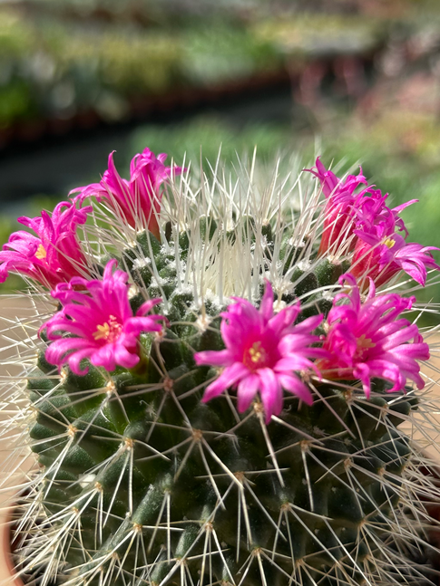 mammillaria spinosissima