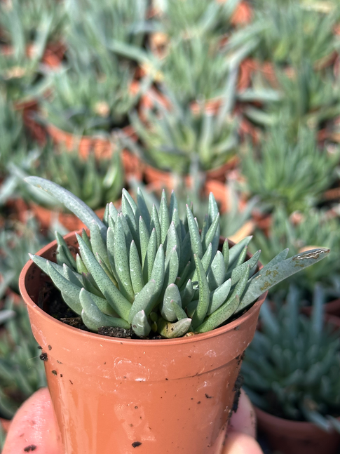 marlothistella stenophylla
