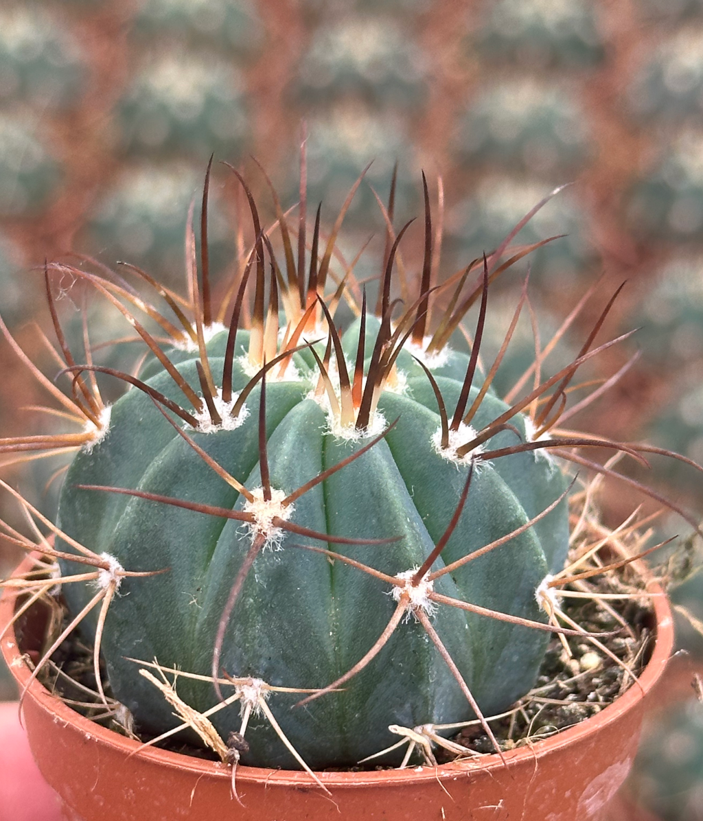 melocactus matazanus
