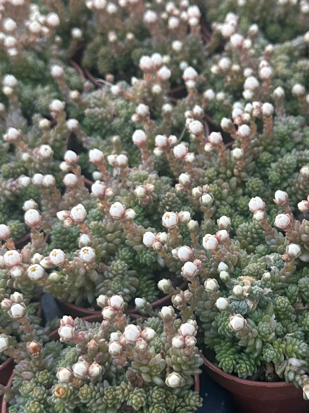 monanthes muralis