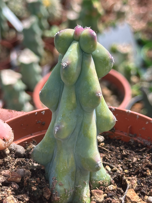 myrtillocactus fukurokuryozinboku