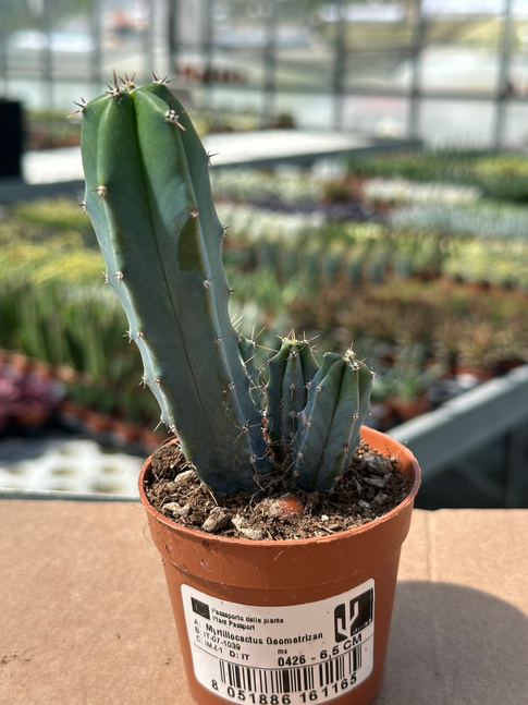 myrtillocactus geometrizan