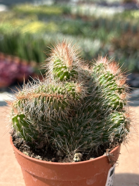 nictocereus serpentinus crestato
