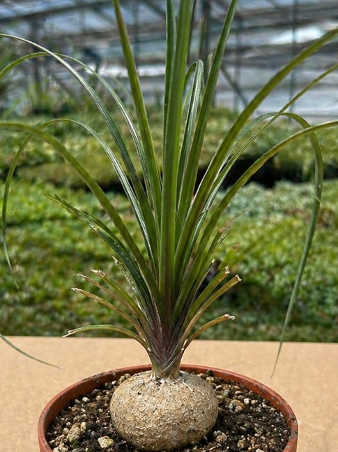 nolina recurvata