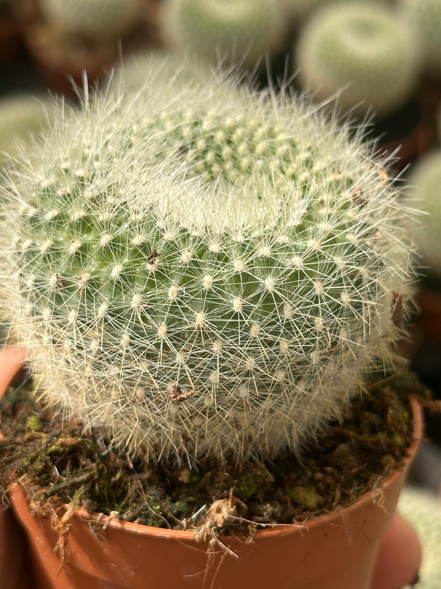 notocactus haselbergii (brasilicactus)