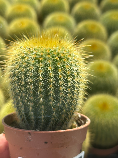 notocactus leningausii