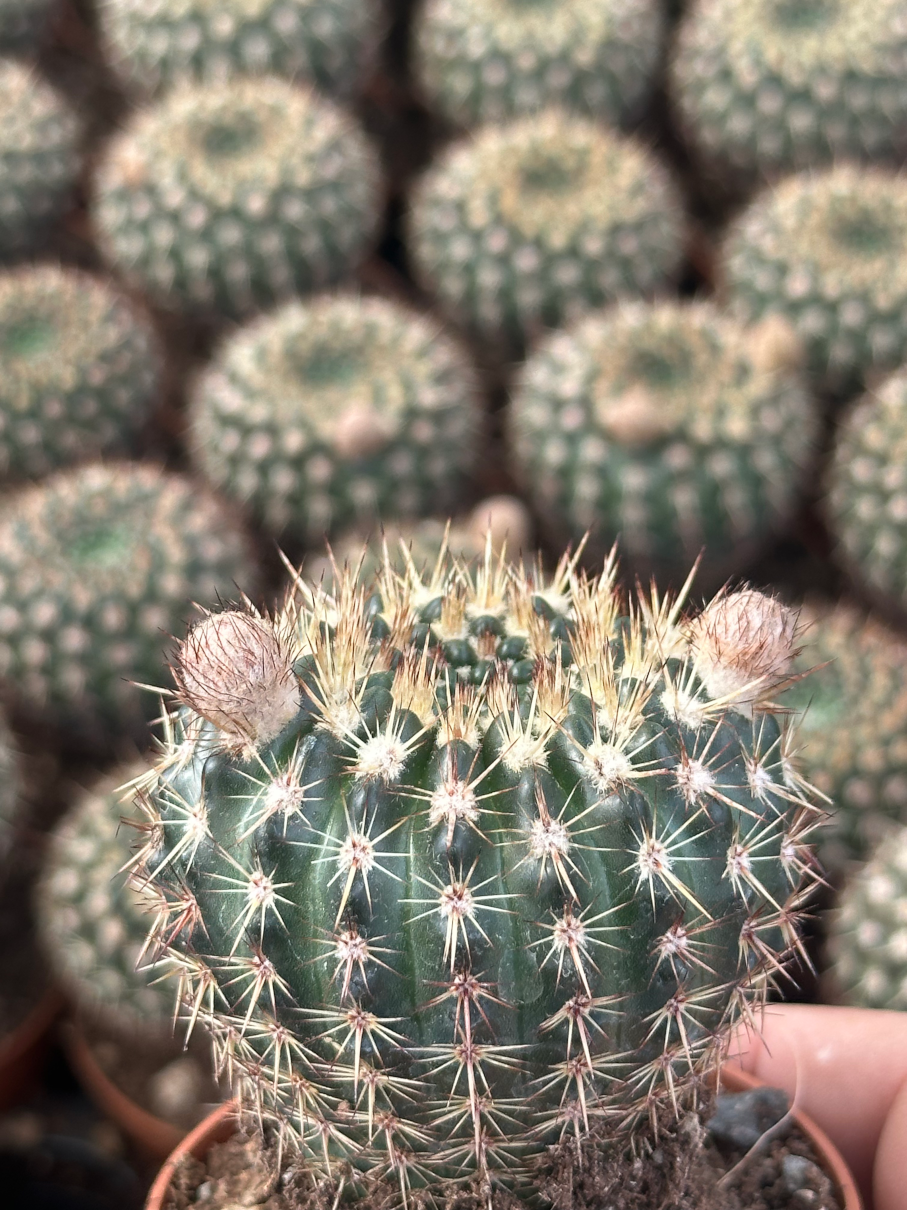notocactus submammulosus