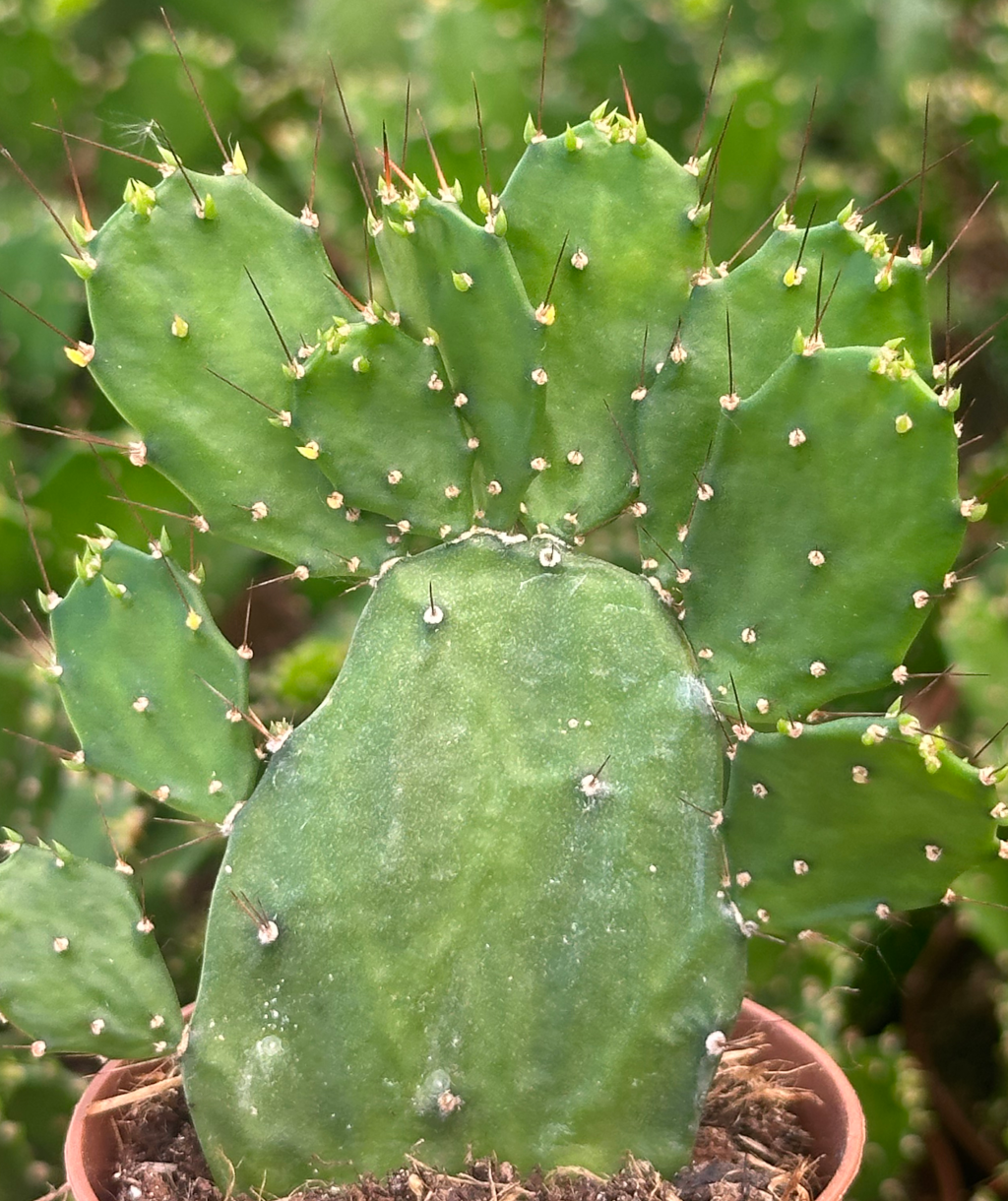 opuntia brasiliensis