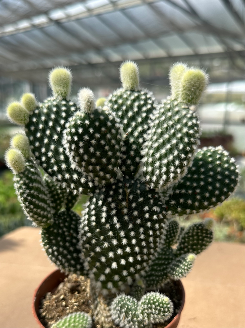opuntia microdasys alba