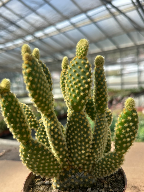 opuntia microdasys aureispina