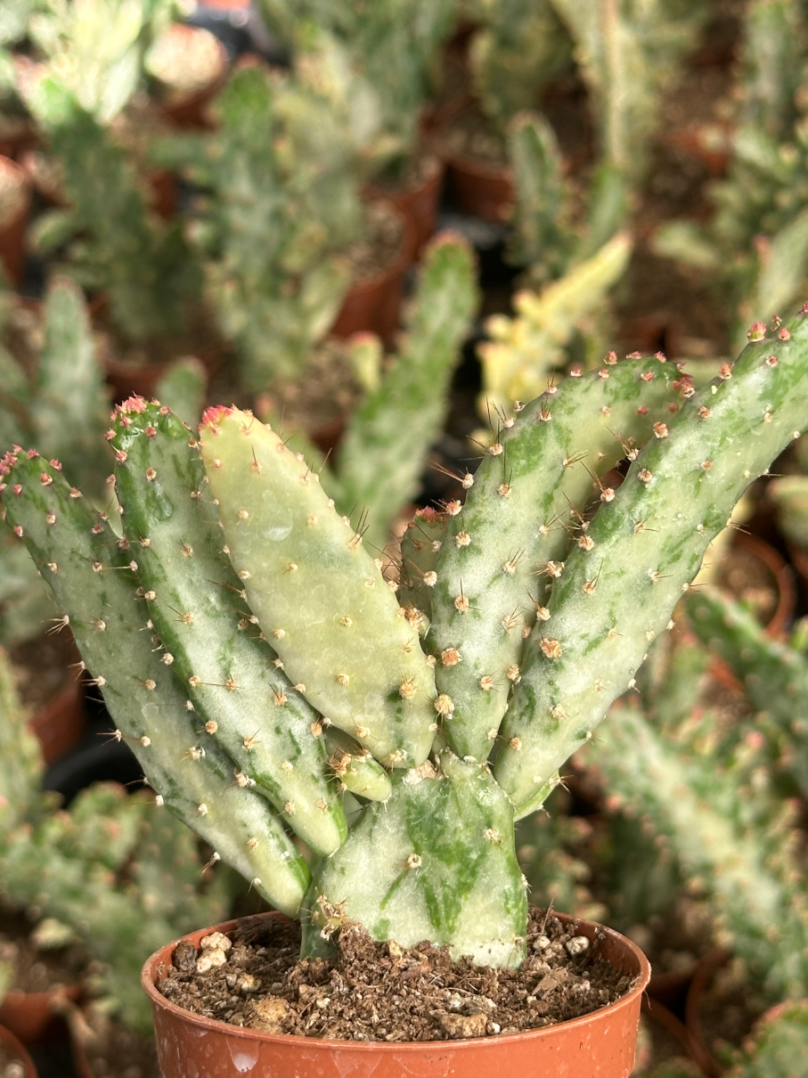 opuntia monacantha variegata