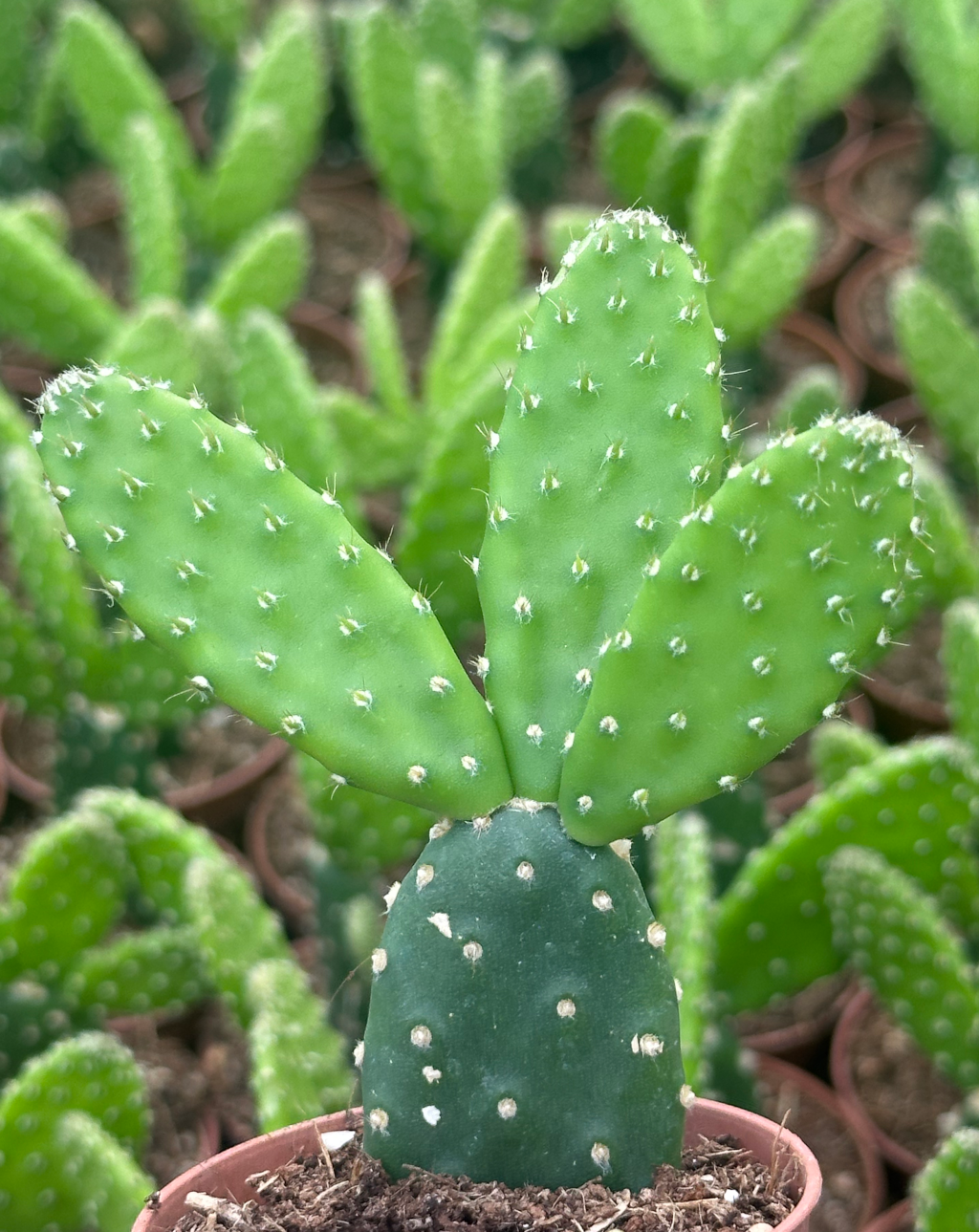 opuntia quitensis